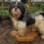 small_Shi Tzu.png